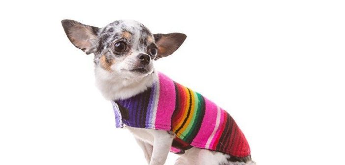 Dog-in-a-Mexican-poncho